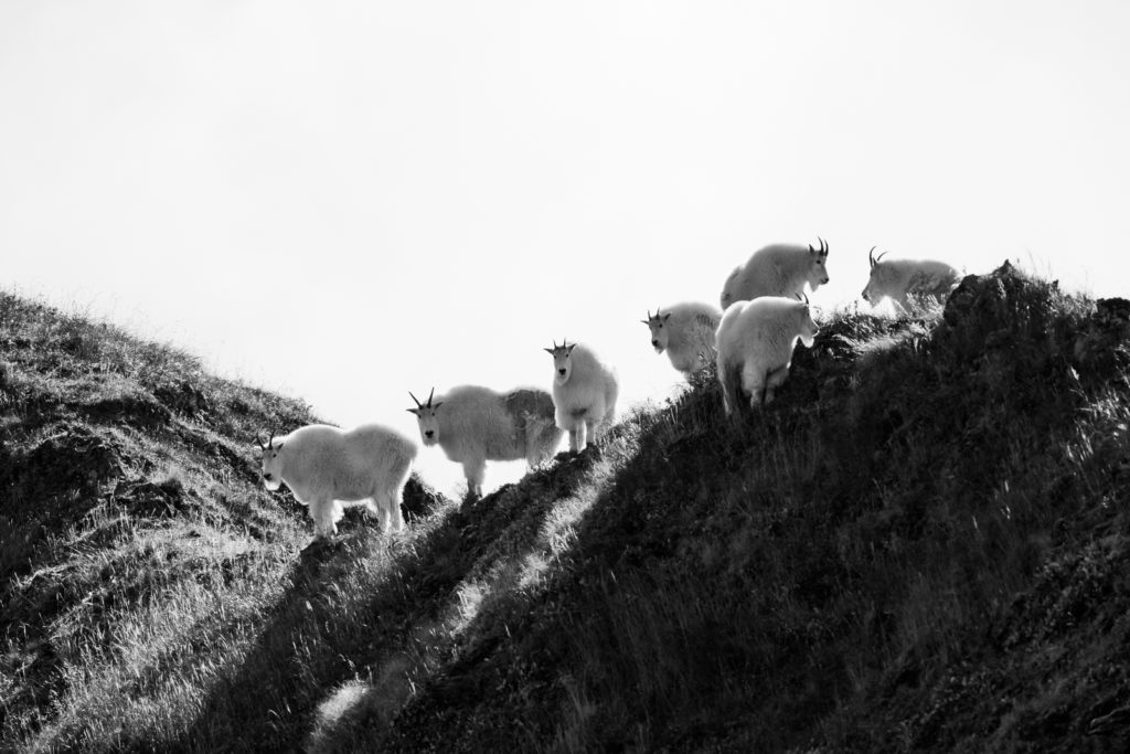 Mountain Goats in the alpine. A common sight during a Idarado hunting video production.